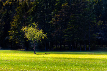 Lone apple tree with beanch on bright meadow