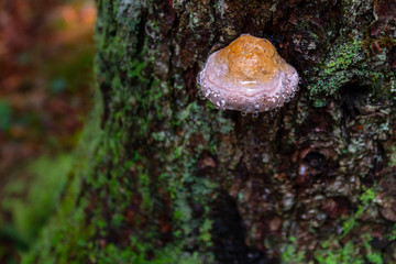Mushroom on tree with dew drops, bark covered with green moss