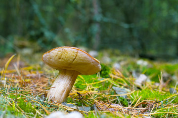 boletus grow in moss and needles