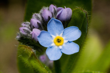 Forget-me-not close up