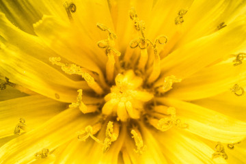 Dandelion Center up close