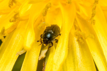 Beetle inside Dandelion