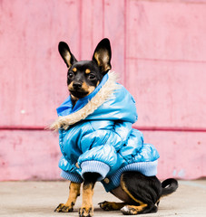 The terrier walks in a warm jacket