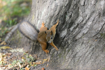 Red squirrel in park