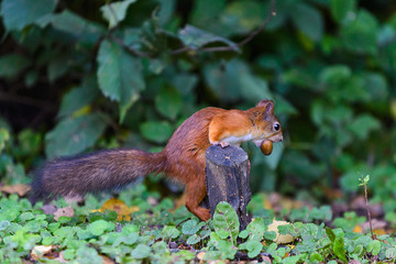 Red squirrel in park