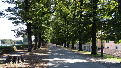 alley in the park