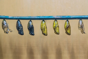 Chrysalis