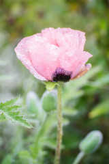 Pink African Poppy