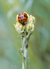 Ladybird hunting eating aphids