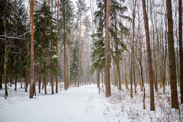 Image of snow trail and trees in forest