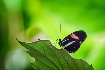 Backlit Butterfly (Plain Tiger Danaus Chrysippus)