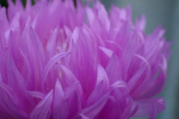 Beautiful violet flower close-up