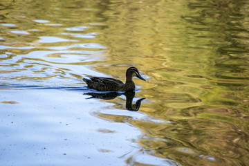 Duck portrait in the water
