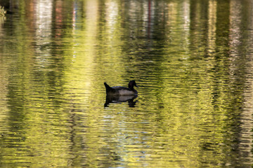 Duck portrait in the water