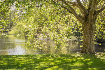 Hide Park lake landscape
