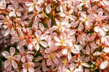 Pink flowers macro