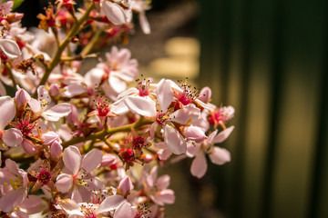 Fototapeta na wymiar Pink flowers macro