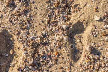 Shells from the beach at Perth