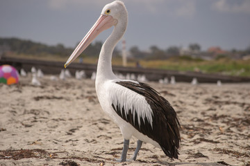 Pelican on the beach