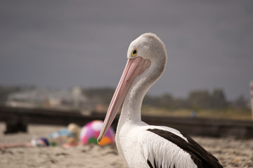 Pelican on the beach - Powered by Adobe
