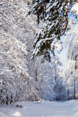 Fototapeta na wymiar Picturesque photo of snowy trees in forest