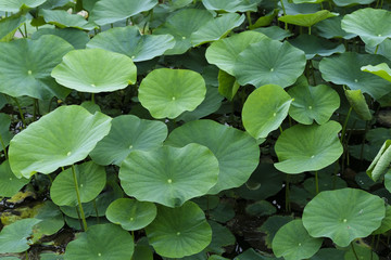 green leaves in the pond