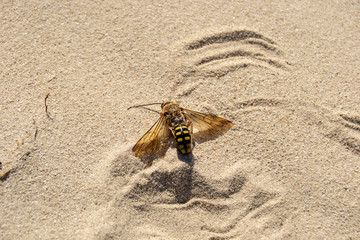 Dead wasp on the sand