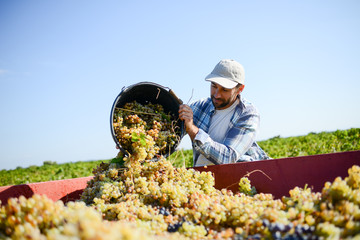 handsome man farmer in the vine, harvesting grapes during wine harvest season in vineyard © W PRODUCTION