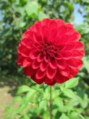 Red flower