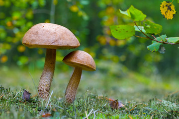 two brown cap boletus grow