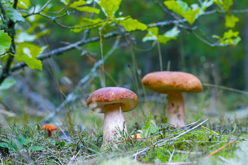 two ceps in oak grove