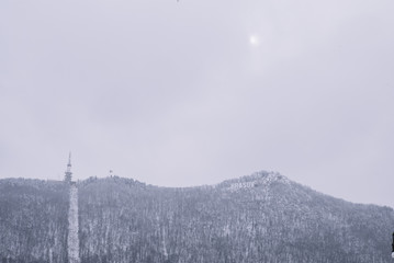Fototapeta na wymiar Snowy pine trees snow landscape.