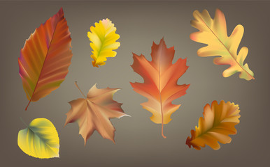 Fototapeta na wymiar Collection of autumn leaves vector
