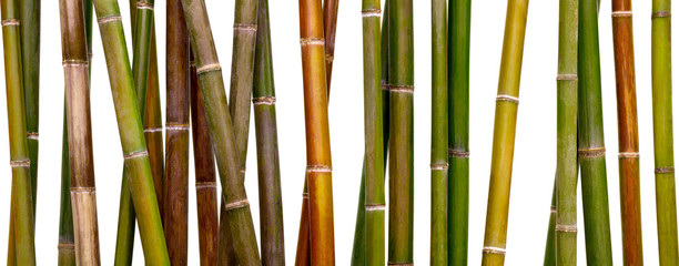 Fototapety  wielobarwne bambusowe tło, bambus na białym tle