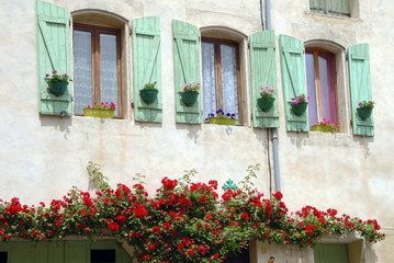 Ville de Pézenas, façade et volets verts, rosier grimpant rouge sur la façade, département de l'Hérault, France