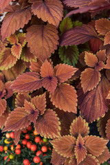 top view of beautiful bright orange and brown leaves at flower shop