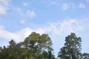 Sky, trees and clouds - 224861626