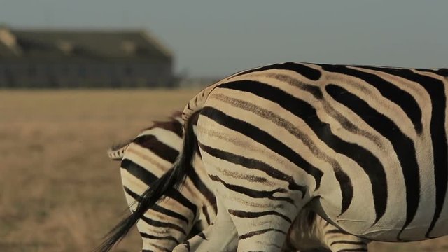 Plains zebra shakes one's head and walks away (1080p, 25fps)