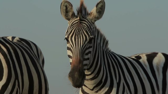 
Plains zebra close-up with pan down to it's legs standing in a steppe (1080p, 25fps)
