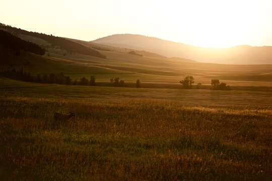 Young Buck Grazing in Field at Sunset in Montana
