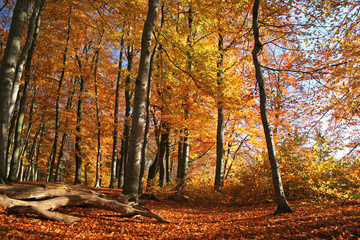 Obraz premium Złote jesienne światło, jesienny las na Pustaci Lüneburskiej, Lüneburger Heide w północnych Niemczech