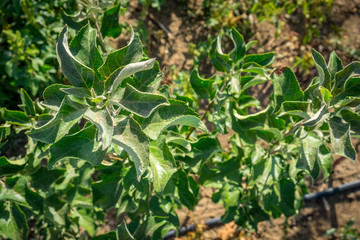 seedlings of fruit trees grow in rows in the field for cultivation and sale of new varieties of trees