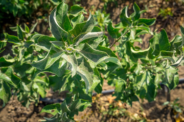 seedlings of fruit trees grow in rows in the field for cultivation and sale of new varieties of trees