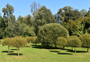 Landscape of bushes and trees.