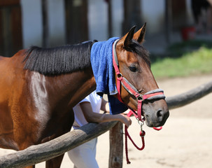 Wet terry cloth cotton towelling on head of a show jumper horse in ta hot sunny summer day
