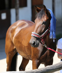 Obraz premium Wet terry cloth cotton towelling on head of a show jumper horse in ta hot sunny summer day