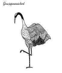 Red-crowned crane with pine tree vector by hand drawing.Beautiful bird on white background.Grus japonensis art highly detailed in line art style.Chinese bird for tattoo or wallpaper.