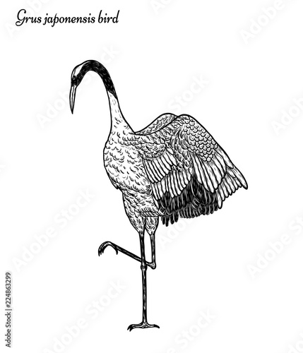 Pine Tree Drawing Tattoo