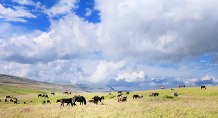 Fototapeta na wymiar Horse herd
