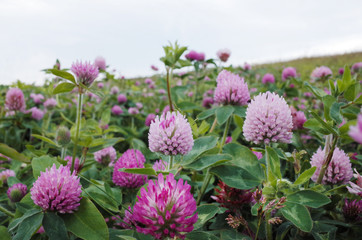 Blooming Season Pink and Purple Globe Amaranth in Park       